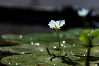 Close-up of lotus water lily in lake