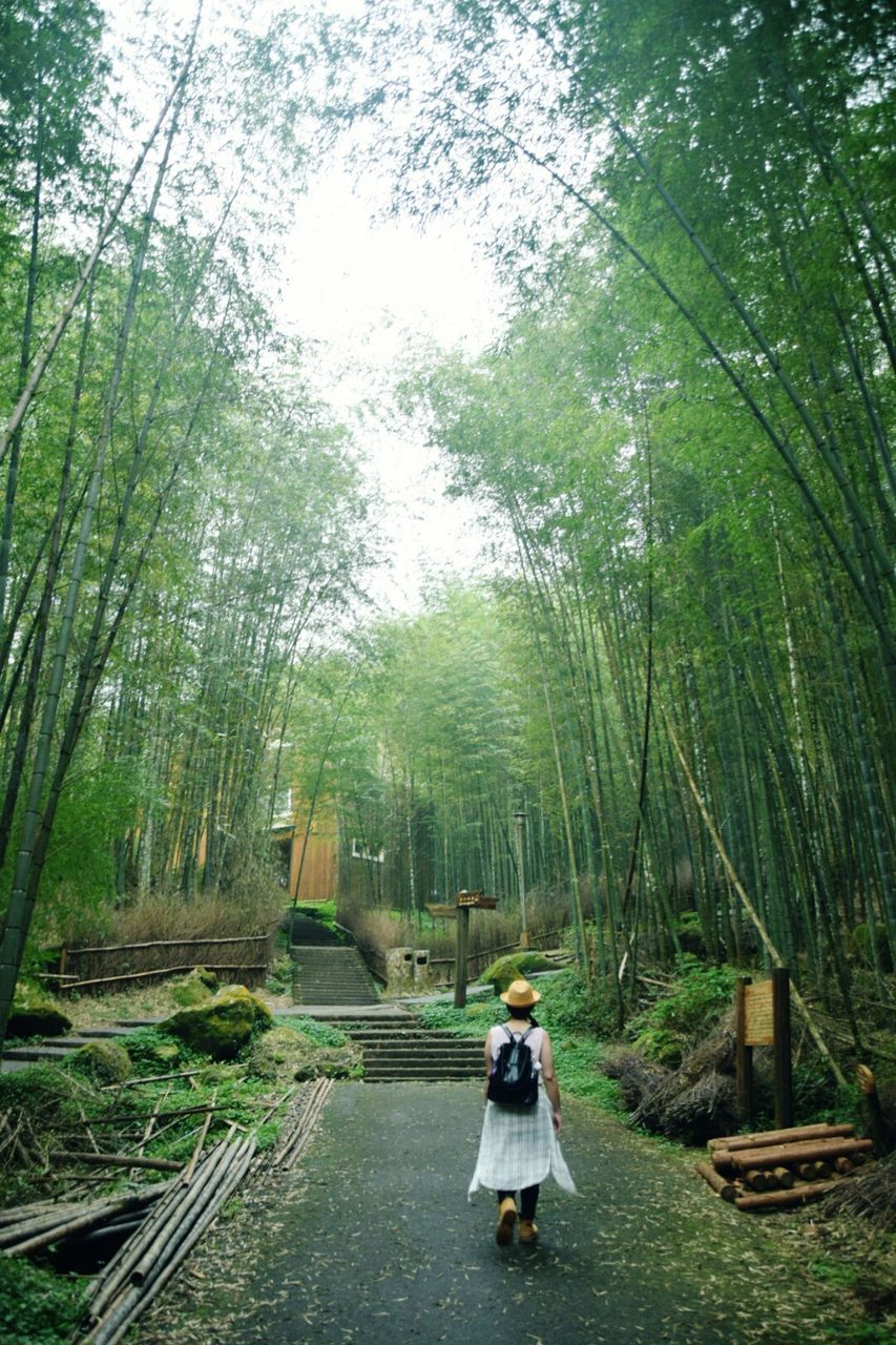 REAR VIEW OF WOMAN ON A FOREST