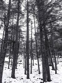 Trees in forest during winter