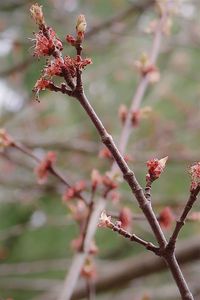 Close-up of cherry blossom on branch