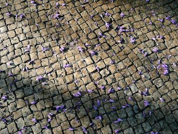 Full frame shot of cobblestone