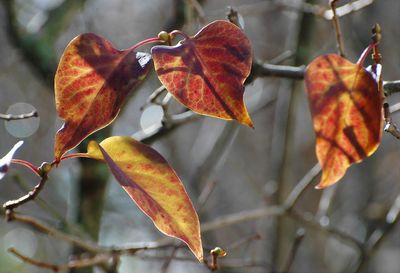 Close-up of orange leaves on plant