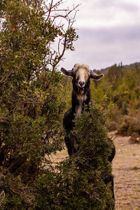 Portrait of dog running on tree