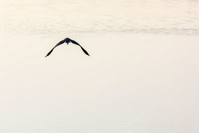 Bird flying over lake