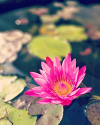 Close-up of pink flower blooming outdoors