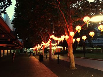 Illuminated trees at night