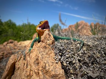 Close-up of lizard on rock