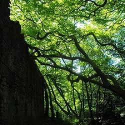 Low angle view of trees in forest