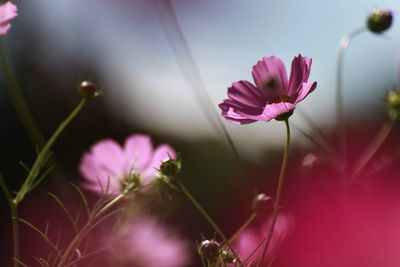 Close-up of pink flowers growing outdoors