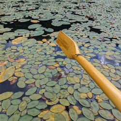 High angle view of leaves floating on water