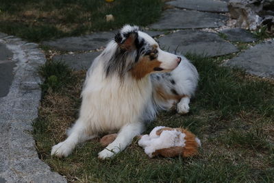 High angle view of a dog on field