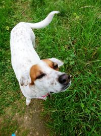 High angle view of dog on field