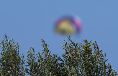 Low angle view of fresh blue sky