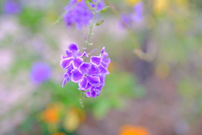 Close-up of purple flowering plant