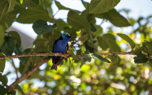 Low angle view of bird perching on tree