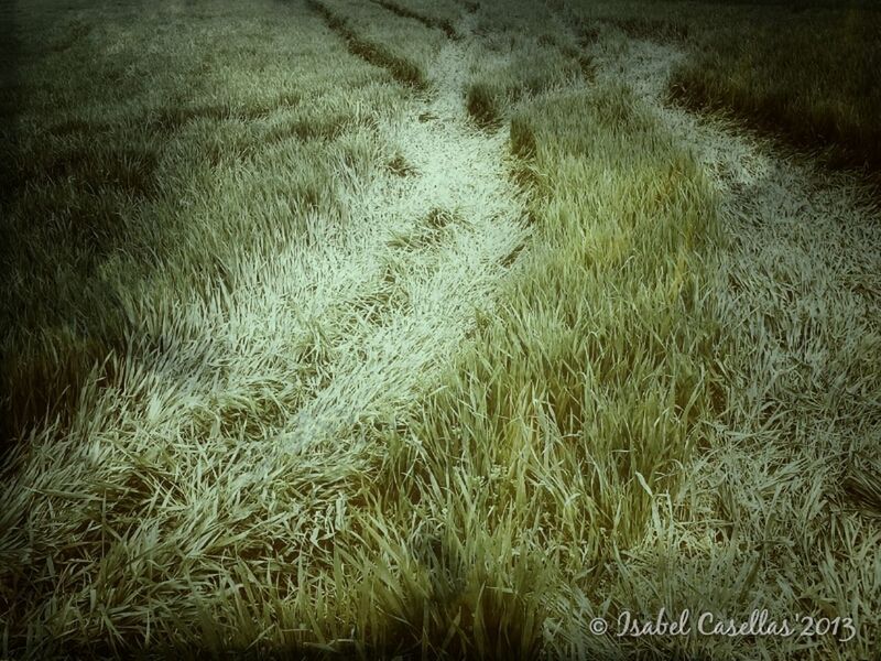 grass, field, growth, landscape, agriculture, tranquility, rural scene, high angle view, farm, nature, tranquil scene, grassy, plant, green color, beauty in nature, day, outdoors, no people, crop, scenics