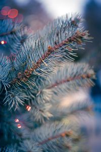 Close-up of pine tree