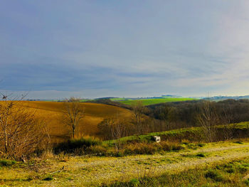 Scenic view of field against sky