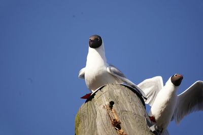 Low angle view of seagull perching on wooden post against clear sky