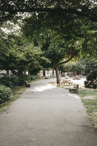 Road amidst trees in park