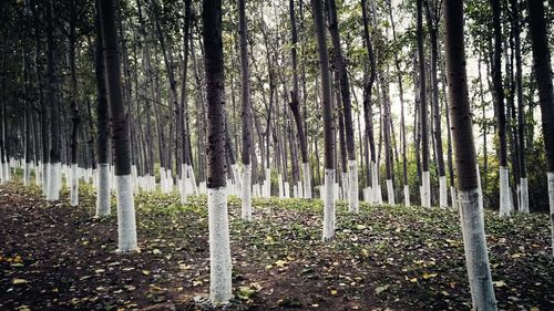 Panoramic view of trees in forest