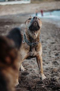 Dog looking away outdoors