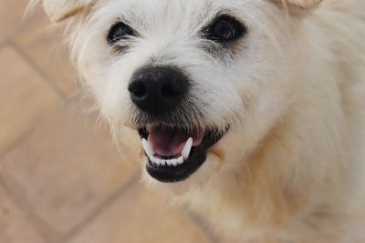 Close-up of dog looking at camera