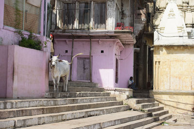 Holy cow seeking shelter in shadows on a ghat in varanasi india