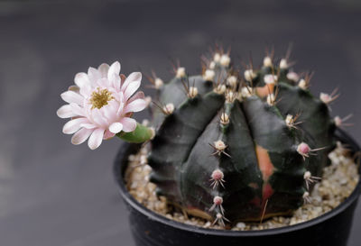 Close-up of cactus flower pot