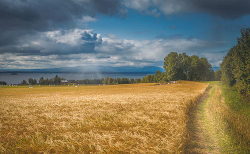 Scenic view of agricultural field against sky