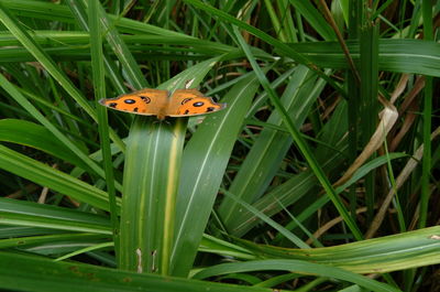Close-up of butterfly on grass