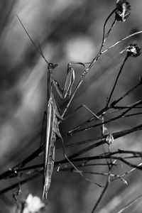 Close-up of praying mantis on dried plant