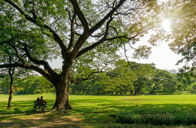 Trees in park