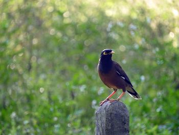 Close-up of bird perching on wood