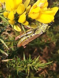 Close-up of insect on yellow flower