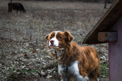 Dog looking away on field