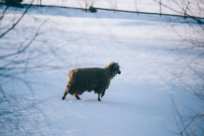 Side view of sheep walking on snow covered field