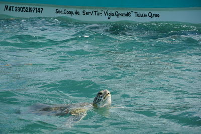 Duck swimming in sea