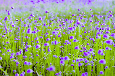 Close-up of purple flowering plants on field