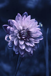 Close-up of purple dahlia flower