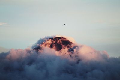 Low angle view of bird flying in sky