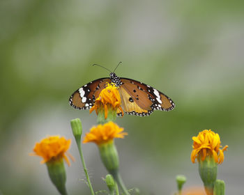 Close-up of butterfly pollinating on yellow flower