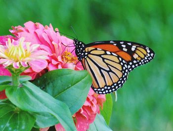 Close-up of butterfly pollinating on pink flower