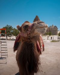 Close-up of a camel against the sky