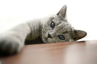 Portrait of british shorthair by table against white background