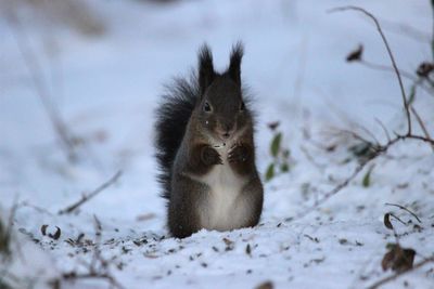 Close-up of bird in snow