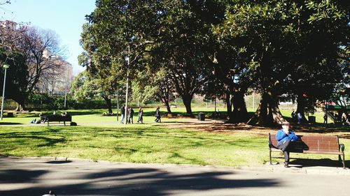 Trees in park