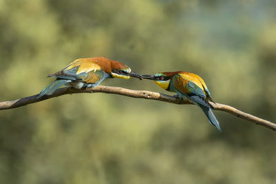 Bird perching on branch