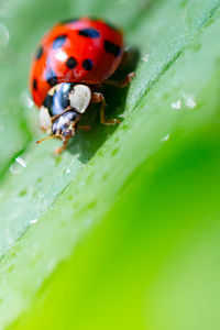 Close-up of ladybug on leaf