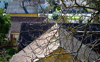 Close-up of bare tree against building